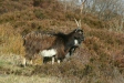 Wild Goat